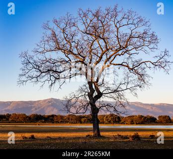 Hermoso árbol sin hojas en un campo de Extremadura con las montañas de Gredos al fondo, vaca y cigüeñas junto a una laguna, España Banque D'Images