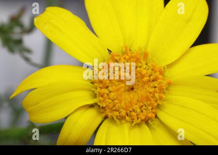 Belles fleurs jaunes gros plan photo plantes beauté dans la nature gros plan photo fleurs jardin fleurs jaunes. Banque D'Images