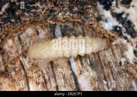 Pupa, pupe de cardinal à tête noire (Pyrochroma coccinea) sous l'écorce d'un arbre mort. Banque D'Images