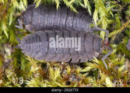 Poux (scaber de Porcellio). Crustacés terrestres de la famille des Porcellionidae sur la mousse. Banque D'Images