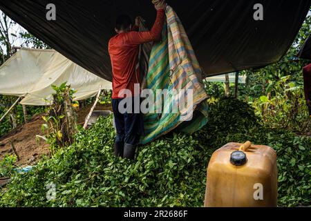 Llorente, Colombie. 12th mai 2023. Un travailleur décharge les buissons de coca qu'il a récoltés et les rend prêts à être traités. Là, les feuilles de coca doivent être transformées en pâte de coca. Credit: Edinson Arroyo/dpa/Alay Live News Banque D'Images