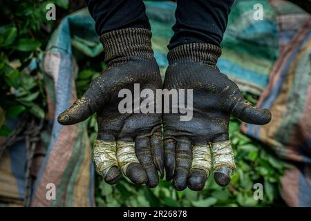 Llorente, Colombie. 12th mai 2023. Un travailleur montre les gants et le ruban qu'il utilise pour protéger ses mains lors de la récolte des feuilles de coca. Cette protection lui épargne les mains et lui permet de travailler jusqu'à la fin de la récolte. La période de récolte dure de trois à quatre semaines. Les moissonneuses, connues localement sous le nom de « raspachines », travaillent huit à dix heures par jour. Credit: Edinson Arroyo/dpa/Alay Live News Banque D'Images