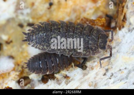 Poux rugueux (scaber de Porcellio). Crustacés terrestres de la famille des Porcellionidae, exposés sous l'écorce de log mort. Banque D'Images