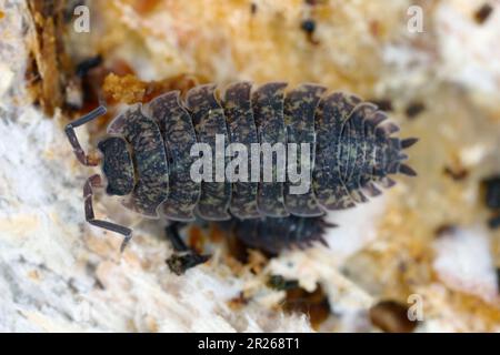 Poux rugueux (scaber de Porcellio). Crustacés terrestres de la famille des Porcellionidae, exposés sous l'écorce de log mort. Banque D'Images