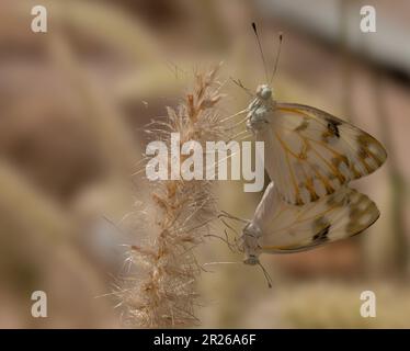 Paire de papillons (ascia monuste) assis sur la fleur d'herbe Banque D'Images
