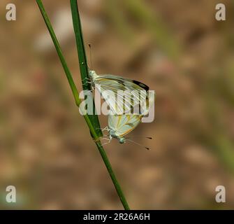 Paire de papillons (ascia monuste) s'assoient sur l'herbe Banque D'Images