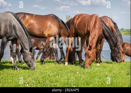 Des chevaux sauvages qui broutage par une journée ensoleillée Banque D'Images