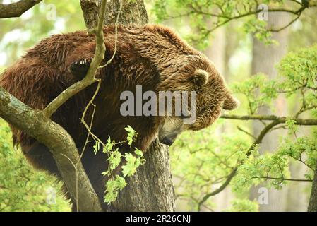 Ours brun européen, Port Lympne, Kent, réserve d'animaux, Escalade, escalade d'arbres, pendre autour, ours grimpant, garde-boue d'arbres, Vue Banque D'Images
