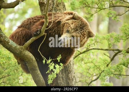 Ours brun européen, Port Lympne, Kent, réserve d'animaux, Escalade, escalade d'arbres, pendre autour, ours grimpant, garde-boue d'arbres, Vue Banque D'Images