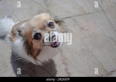 Tre couleur Chihuahuas avec des faces ouvertes assis sur les dalles de jardin en béton regardant la caméra. Vue de dessus Banque D'Images