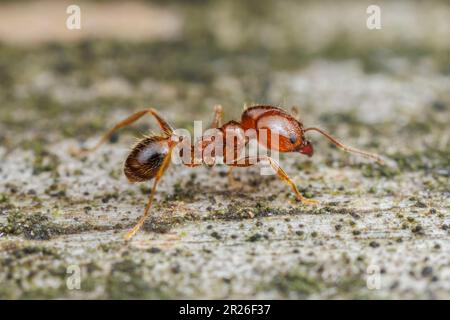 Ant à tête large (Pheidole dentata) ouvrier majeur. Banque D'Images