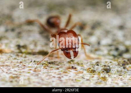 Ant à tête large (Pheidole dentata) ouvrier majeur. Banque D'Images