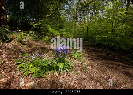 Bluebells dans un cadre boisé printanier près du village de Holcombe, Bury, Greater Manchester. Banque D'Images
