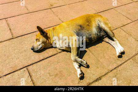 Un chien errant dort et se détend dans la rue à Puerto Escondido Oaxaca, au Mexique. Banque D'Images