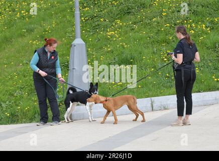 Moscou, Russie - 17 mai. 2022. Deux chiens se sont rencontrés lors d'une promenade Banque D'Images