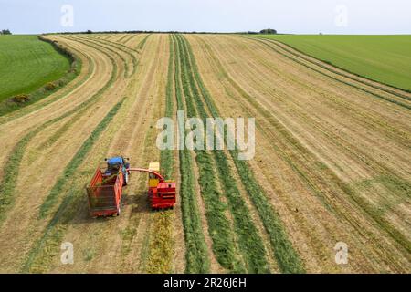 Kilbrittain, West Cork, Irlande. 17th mai 2023. Noel O'Donovan tire de l'ensilage pour le cultivateur de laiterie, de boeuf et de labour, Tim O'Connell en utilisant son récolteur New Holland 1895 1976, qu'il a restauré lui-même. Crédit : AG News/Alay Live News Banque D'Images