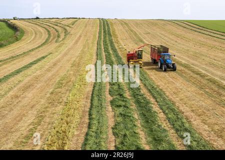 Kilbrittain, West Cork, Irlande. 17th mai 2023. Noel O'Donovan tire de l'ensilage pour le cultivateur de laiterie, de boeuf et de labour, Tim O'Connell en utilisant son récolteur New Holland 1895 1976, qu'il a restauré lui-même. Crédit : AG News/Alay Live News Banque D'Images