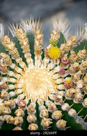 une macro-image en gros plan d'une plante de cactus en fleurs dans un jardin volcanique Banque D'Images