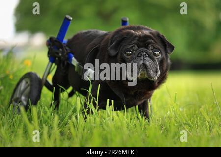 Portrait en extérieur d'un chien âgé handicapé de race noire utilisant des roues comme aide à la mobilité pour améliorer sa qualité de vie Banque D'Images