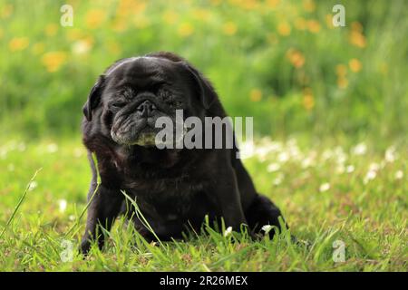 Portrait en plein air d'un vieux chien à la mode noir avec une expression faciale amusante, comique ou grogneuse, assis dans un jardin avec un arrière-plan bokeh et un espace de copie Banque D'Images