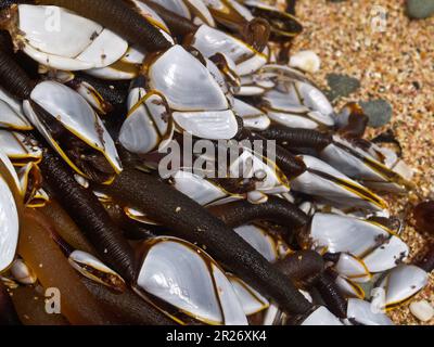 Des barnacles d'oie se sont regroupées sur un morceau de flotsam océanique lavé sur la plage. Banque D'Images