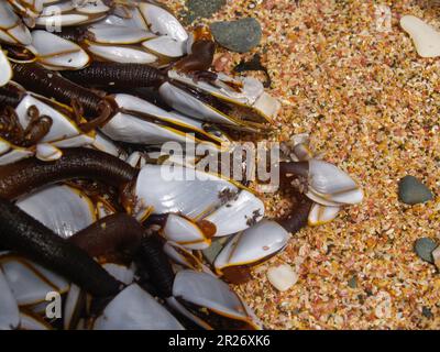 Des barnacles d'oie se sont regroupées sur un morceau de flotsam océanique lavé sur la plage. Banque D'Images