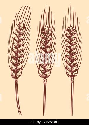 Épillets de blé. Oreilles de blé dessinées à la main pour la décoration, le design d'emballage de la boulangerie. Illustration d'esquisse vectorielle Illustration de Vecteur