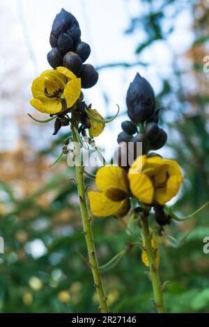 Indische Gewürzrinde, Senna corymbosa, gelbe Blüte im Sommer Banque D'Images