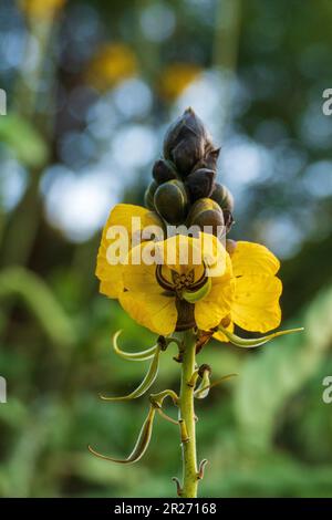 Indische Gewürzrinde, Senna corymbosa, gelbe Blüte im Sommer Banque D'Images