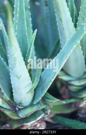 L'aloe vera est une espèce végétale succulente du genre Aloe. Banque D'Images