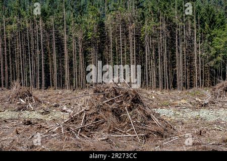Champ d'arbres coupés au site d'exploitation forestière, île de Vancouver, Colombie-Britannique, Canada Banque D'Images