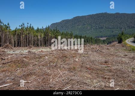 Champ d'arbres coupés au site d'exploitation forestière, île de Vancouver, Colombie-Britannique, Canada Banque D'Images