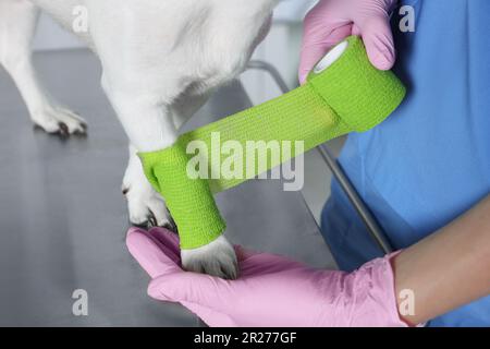 Vétérinaire appliquant le bandage sur la patte du chien à la table à l'intérieur, gros plan Banque D'Images