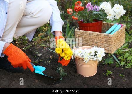 Femme transplantant des fleurs jaunes dans le sol frais dans le jardin, en gros plan Banque D'Images