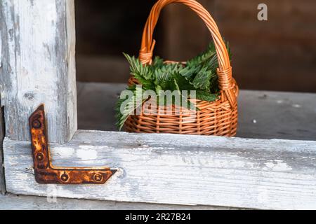 Des nettles fraîches. Panier avec plante d'ortie fraîchement récoltée. Urtica dioica, souvent appelé ortie commune, ortie de piquer, ou feuille d'ortie. premier ressort Banque D'Images