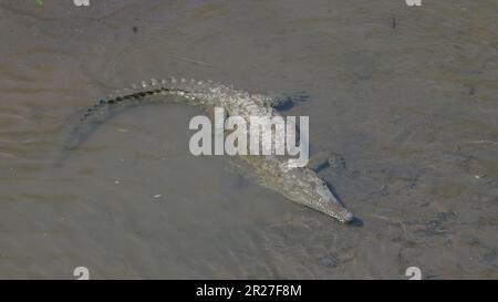 vue de face à angle élevé d'un crocodile sur les rives de la rivière des tarcoles Banque D'Images