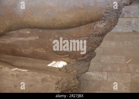 L'ancienne capitale égyptienne de Memphis, aujourd'hui plus connue pour sa gigantesque statue de Ramsès II Banque D'Images