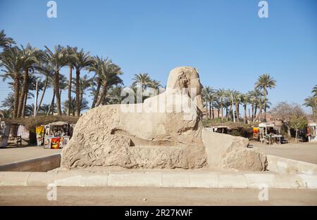 L'ancienne capitale égyptienne de Memphis, aujourd'hui plus connue pour sa gigantesque statue de Ramsès II Banque D'Images