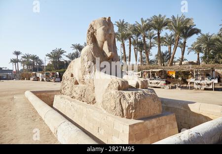 L'ancienne capitale égyptienne de Memphis, aujourd'hui plus connue pour sa gigantesque statue de Ramsès II Banque D'Images