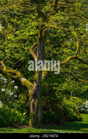 Vieux arbre puissant avec des feuilles de printemps vertes. Grand arbre dans la forêt en plein soleil. Le soleil brille à travers les branches tortueuses d'un majestueux Banque D'Images