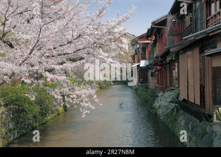 Gion Shirakawa fleurit les cerisiers Banque D'Images