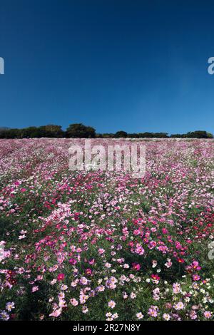 COSMOS a déposé dans Awaji Hana-sajiki, île d'Awaji Banque D'Images