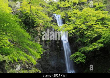 Vert frais et chute d'eau Minoh Banque D'Images