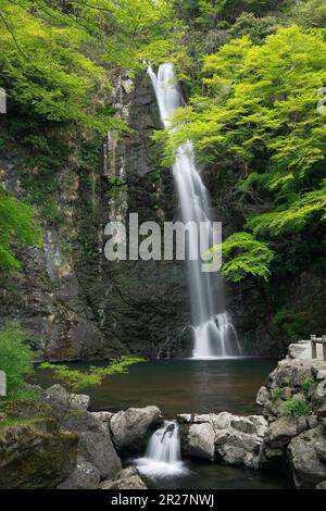 Vert frais et chute d'eau Minoh Banque D'Images