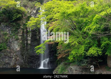 Vert frais et chute d'eau Minoh Banque D'Images