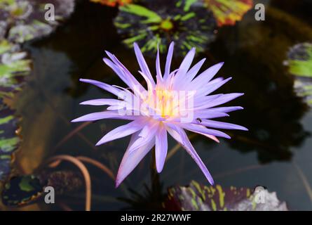 Un beau Lotus égyptien. Banque D'Images