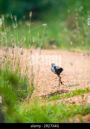 Solitaire White-Breasted Waterhen poussin à la recherche de la mère dans la pluie. Banque D'Images