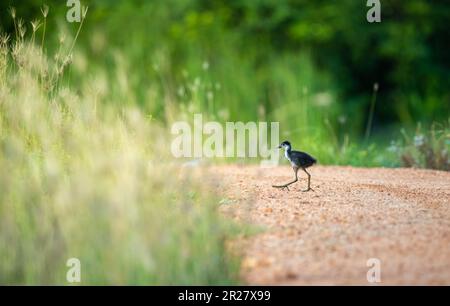 Miche mignonne traversant le sentier en gravier, poussette de Waterhen à la poitrine blanche à la recherche de sa mère. Banque D'Images