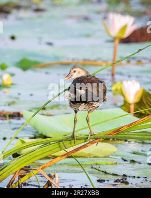 L'oiseau juvénile de la moorque eurasienne repose sur de longues tiges de roseau au-dessus de la végétation du lac le matin. Banque D'Images