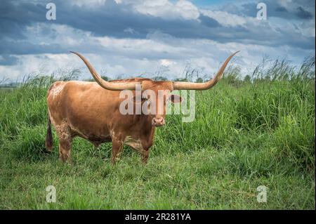 Texas Longhorn bovins debout à flanc large dans un enclos vert riche et long gazé sur les plateaux d'Atherton dans l'extrême nord du Queensland en Australie. Banque D'Images